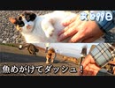 三毛猫が魚めがけてダツシュ！【野良猫の保護まであと99日】