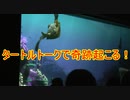 【奇跡】タートルトークで奇跡起こる！？【タートルトーク】東京ディズニーシー
