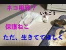 【保護ねこ】本当にネコ風邪？　いちごう　その２