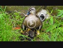 5月4日今日撮り野鳥動画まとめ　カルガモ親子5、1日離婚＞＜・雛の急流上り、カワセミ♀×２。