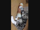 変な遊び方をする猫
