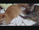 拾いねこ＠生後2860/2827日目　暑い！