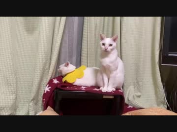 猫は こたつで 世紀末