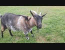 田舎の春の音（ヤギ有り〼）Japanese countryside spring sounds（goat）