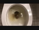 M&M'sとスニッカーズをトイレに流してみた１