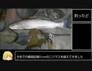 北海道の川で70cmのイトウを釣りました