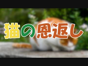 ささらとゆっくり昔話　第19話【猫の恩返し】