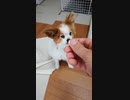 おやつにつられて歩くワンコ（パピヨン）