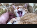 モフモフなお腹