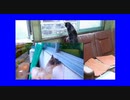保護猫と野良猫の恋物語　2020-05-05 05-38-22
