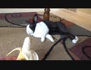 寝ているウサギにバナナを与えたら・・・