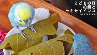 こどもの日、柏餅とセキセイインコ