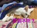 【保護ネコ】ネコ風邪じゃない？　原因不明？　いちごう　その３