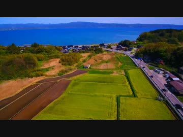 遅かりし菜の花畑で朱鷺の舞目撃!?コロナに負けずほのぼのと(^^♪ﾈｯ