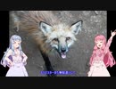 琴葉姉妹の踏破！走破！制覇ァ！【VOICEROID車載】
