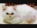 愛猫、もふの記録