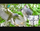 5月5日今日撮り野鳥動画まとめ　ツミの♂♀違いと求愛給餌。カルガモ親子6