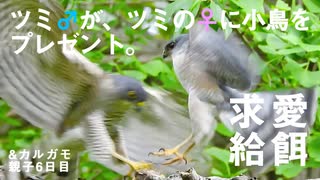 5月5日今日撮り野鳥動画まとめ　ツミの♂♀違いと求愛給餌。カルガモ親子6