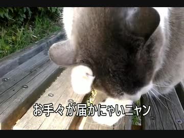 【もう少しです。】お手々が届かないにゃん