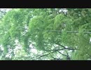 ネット飲みキャンセル、今夜も独り飲む会／ZATSUDANic　NATIVE