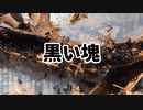 【アリの飼育記2冊目#4】枝を折ったら黒い塊が…　Breaking branches and foraging for ants