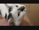 モフられると落ち着きがなくなりじっとしていられない猫