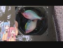 琴葉姉妹と楽しく釣っておいしく食べて　～その３　水路の小物釣り～【VOICEROIDフィッシング】