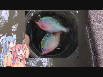 琴葉姉妹と楽しく釣っておいしく食べて　～その３　水路の小物釣り～【VOICEROIDフィッシング】