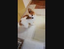 台所の入り口で食事を待つワンコ（パピヨン）