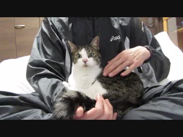 胡座の上で寛ぐ猫