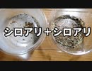 【アリの飼育記2冊目#6】違う巣のシロアリを混ぜたら衝撃の結果に…　I mixed in termites from different nests.