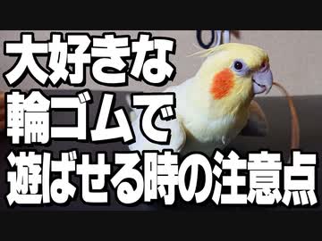 インコが輪ゴムで遊ぶ時の注意点その1