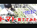 【パパと一緒に】トマト育ててみた part10【お庭に引っ越し】