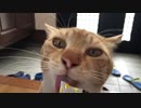 おやつは鼻では食べられない