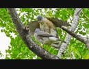 0506【雛鳥を捕食 閲覧注意 メジロが食べられる】猛禽類タカ科ツミの交尾。カルガモの卵？カルガモ親子が雛鳥を放置。怪我したイソシギの捕食。カラスがラブラブ #身近な生き物語 #猛禽類 #カルガモ親子