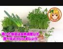 【リボベジ】かんたん！再生野菜【STAY HOME】