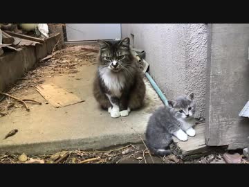 因縁のコネコチャン、凛々しき美猫に成長する