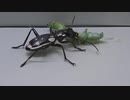 [閲覧注意!!］再編集　トゥエルブスポットプレデタービートルにヤガ（幼虫）を食べさせてみた。(Anthia sexmaculata)