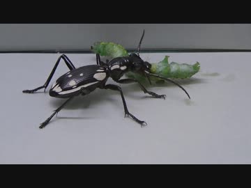 [閲覧注意!!］再編集　トゥエルブスポットプレデタービートルにヤガ（幼虫）を食べさせてみた。(Anthia sexmaculata)