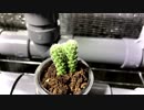 水耕栽培【銀手毬】