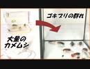 大量のカメムシを激辛ゴキブリなゴキブリと混ぜたら・・・。
