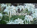 Edelweiss/初音ミク
