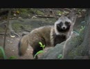 ある日の散歩中とかに出会った生き物（鴨池にアレが居た！）