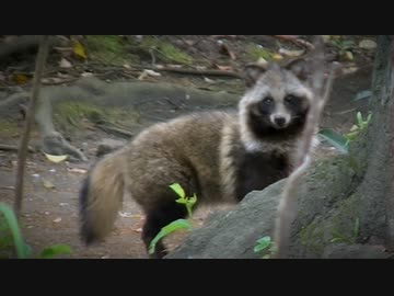 ある日の散歩中とかに出会った生き物（鴨池にアレが居た！）