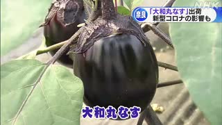 伝統野菜「大和丸なす」出荷