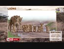 Lions, the Kings of the Jungle 2020