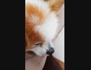飼い主の膝の上でまったりするワンコ（パピヨン）5