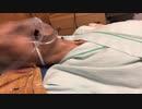 ～死戦期呼吸～　死ぬ間際の呼吸