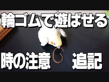 インコが輪ゴムで遊ぶ時の注意点その2