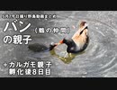 5月7日今日撮り野鳥動画まとめ　カルガモ親子8日目、バン親子。シジュウカラの巣など